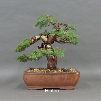 Preview: Juniperus chin. Hetzii, hinten