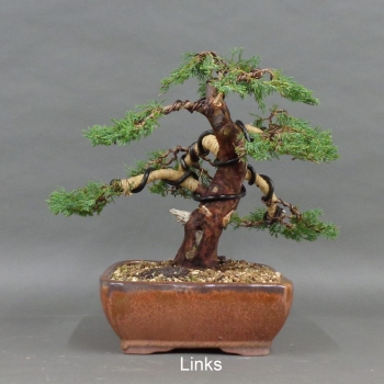 Preview: Juniperus chin. Hetzii, links