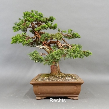 Chinesischer Wacholder Bonsai