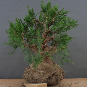 Preview: Chines. Wacholder - Juniperus, chinensis