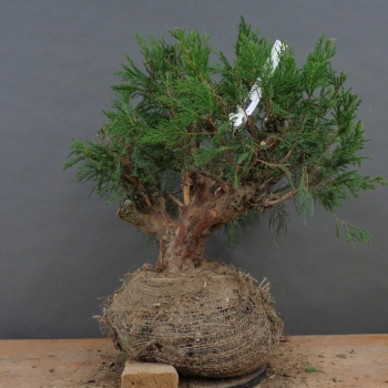 Juniperus chin.