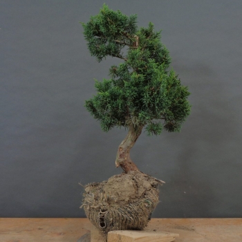 vorn