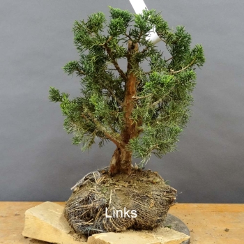 Juniperus chin. 'Blaauw'