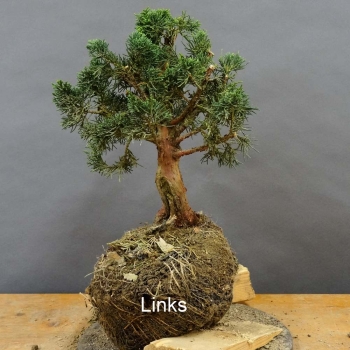 Juniperus chin. 'Blaauw'