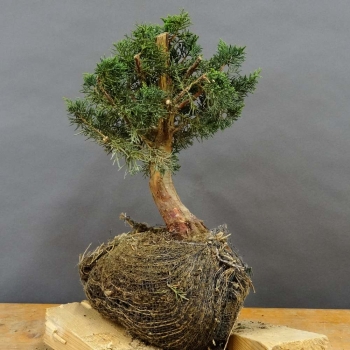 Juniperus chin. 'Blaauw'