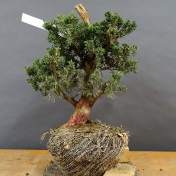 Juniperus chin. 'Blaauw'