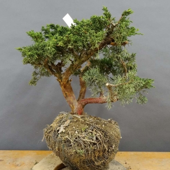 Juniperus chin. 'Blaauw'