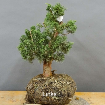 Juniperus chin. 'Blaauw'
