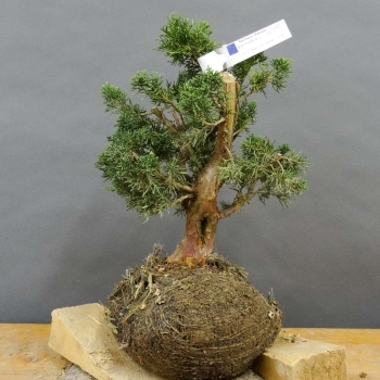 Juniperus chin. 'Blaauw'