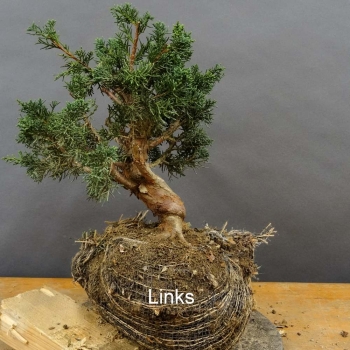 Juniperus chin. 'Blaauw'