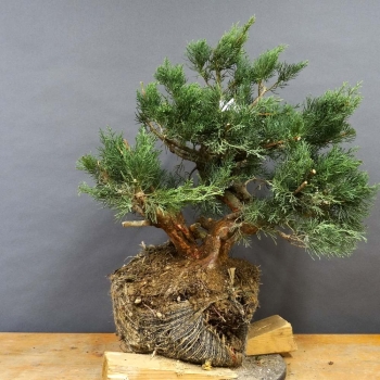 Juniperus chin. Hetzii