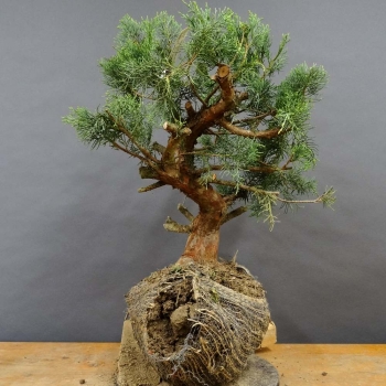 Juniperus chin. Hetzii
