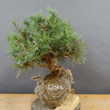 Chines. Wacholder - Juniperus, chinensis, Hetzii