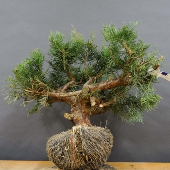 Juniperus chin. Hetzii