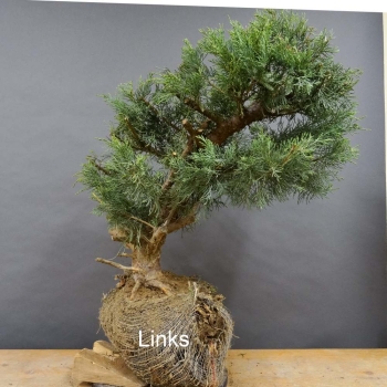 Chines. Wacholder - Juniperus, chinensis, Hetzii