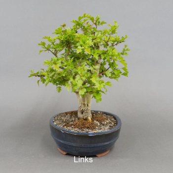 Bonsai, Crataegus laevigata, Weissdorn