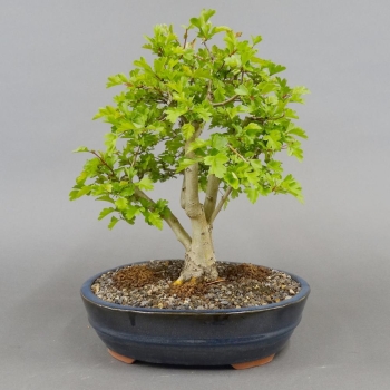 Bonsai, Crataegus laevigata, Weissdorn