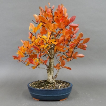 Bonsai, Crataegus laevigata, Weissdorn