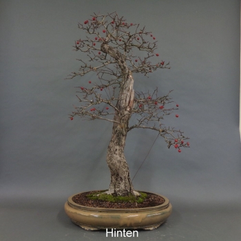 Preview: Bonsai, Crataegus laevigata, Weissdorn