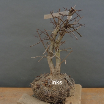 Preview: Pre-Bonsai, Weissdorn