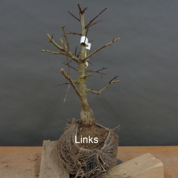 Pre-Bonsai, Weissdorn