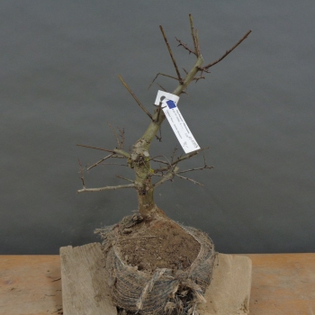 Pre-Bonsai, Weissdorn