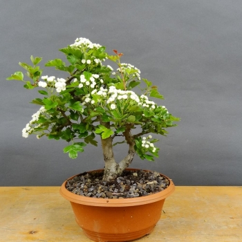 Pre-Bonsai, Weissdorn