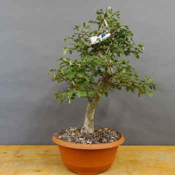 Pre-Bonsai, Weissdorn
