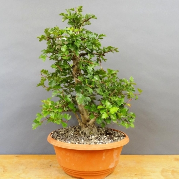 Pre-Bonsai, Weissdorn