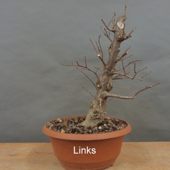 Preview: Pre-Bonsai, Zelkova serrata