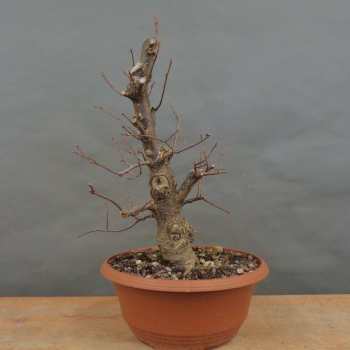 Pre-Bonsai, Zelkove