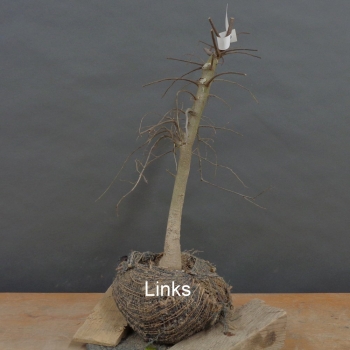 Preview: Zuergelbaum, Celtis occidentalis