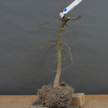 Zuergelbaum, Celtis occidentalis