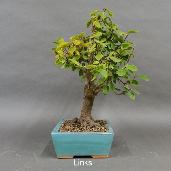 Prunus mahaleb, Steinweichsel, Bonsai