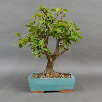 Prunus mahaleb, Steinweichsel, Bonsai