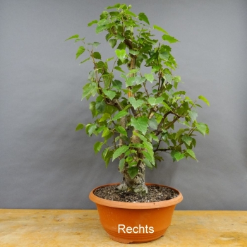 Pre-Bonsai, Sandbirke, Betula pendula