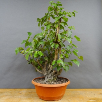 Pre-Bonsai, Sandbirke, Betula pendula