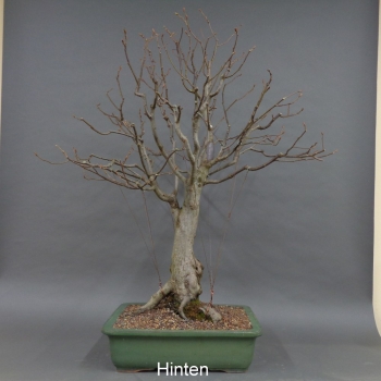Preview: Bonsai, Hainbuche