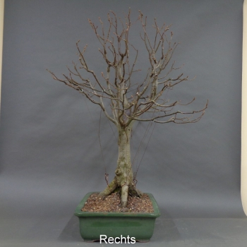 Preview: Bonsai, Hainbuche
