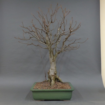 Bonsai, Hainbuche ohne Laub