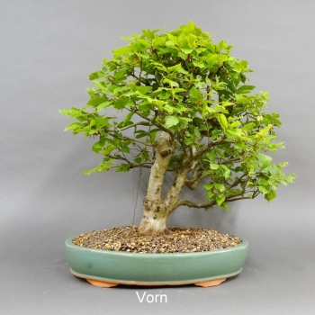 vorn