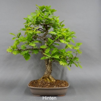 Bonsai, Eiche