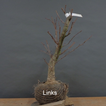 Preview: Alnus glutinosa, Schwarzerle