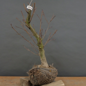 Schwarzerle - Alnus glutinosa B1