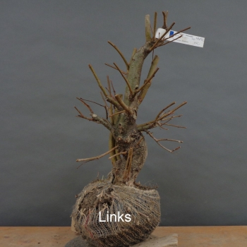 Preview: Alnus glutinosa, Schwarzerle