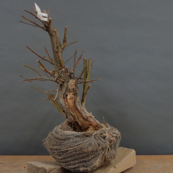 Schwarzerle - Alnus glutinosa B2