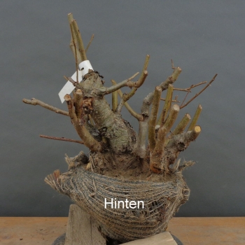 Preview: Alnus glutinosa, Schwarzerle