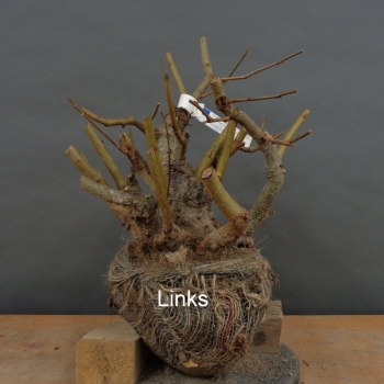 Preview: Alnus glutinosa, Schwarzerle