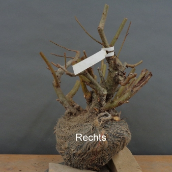 Preview: Alnus glutinosa, Schwarzerle