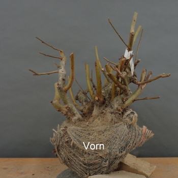 Schwarzerle - Alnus glutinosa B3